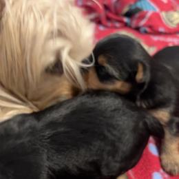 Yorkshire Terrier Puppies from Debbie’s Little Yorkies