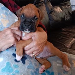 Boy 3 - fawn - Fawn male Boxer puppy in Morriston, Florida from Like The Wind Boxers