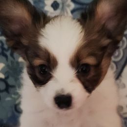 DIOR - Papillon puppy from Leslie's Papillons