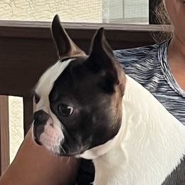 Onix - Boston Terrier