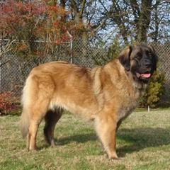 Leonberger All Grown Up from BellaWood Leos