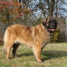 Leonberger All Grown Up from BellaWood Leos