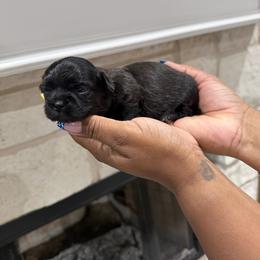 Shih Tzu Puppies from Pretty Paws & Pearls Shih Tzu's