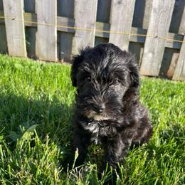 Jelly Bean - Black female Schnoodle puppy in Lathrop, Missouri from RR Schnoodles