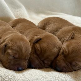 Boy 3 - Yellow male Labrador Retriever puppy in Harrison, Arkansas from Brandywine Labradors