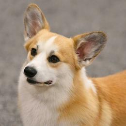 Pembroke Welsh Corgis from Brnayr Pembroke Welsh Corgis