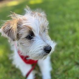 Russell Terrier Puppies from Elite AKC Show Russell Terriers