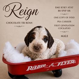 Reign - Blue roan and tan male Cockapoo puppy in Connersville, Indiana from MoonShine Babies