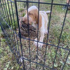 Bracco Italiano and Chihuahua Puppies from Snow Peak Kennel