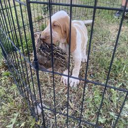 Bracco Italiano and Chihuahua Puppies from Snow Peak Kennel
