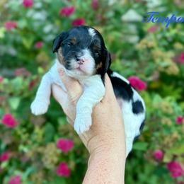 Tempo - Tri-color male Cavapoo puppy in Midland, Michigan from Northern Charm Farm