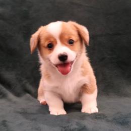 Uncle Sam - Red male Pembroke Welsh Corgi puppy in Arcanum, Ohio from Weissway Corgis