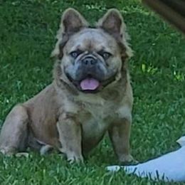 Oakley - French Bulldog