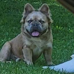 Oakley - French Bulldog