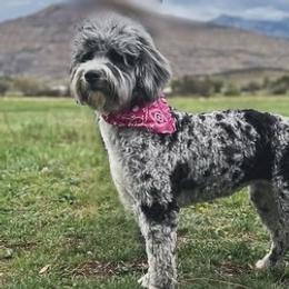 Millie - Bernedoodle