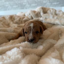 Copper - Apricot male Cavapoo puppy in Payson, Utah from Country Sky Doodles