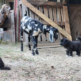 Colorado Mountain Dog Puppies from Victory Family Farm