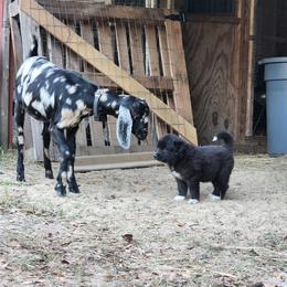 Colorado Mountain Dog Puppies from Victory Family Farm