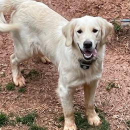 Izzy - Golden Retriever