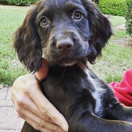 English Cocker Spaniel Puppies from River Trail Kennels