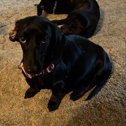 Onyx - Dachshund
