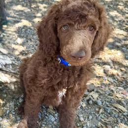 Benny (Blue) - Brown male Poodle puppy in Julian, California from Above the Pines Poodles