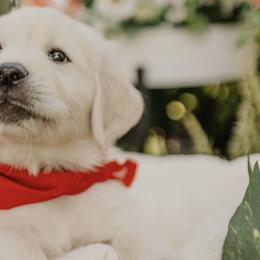 Golden Retrievers from Kaweah Oaks Golden Retrievers