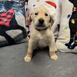 Hero - Labrador Retriever puppy from Morrison Labrador Retreivers