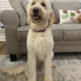 Belle - Goldendoodle