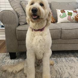 Belle - Goldendoodle