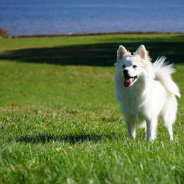 Pomeranian and Pomsky All Grown Up from Alpha Poms & Pomskies