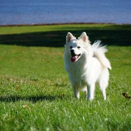 Pomeranian and Pomsky All Grown Up from Alpha Poms & Pomskies