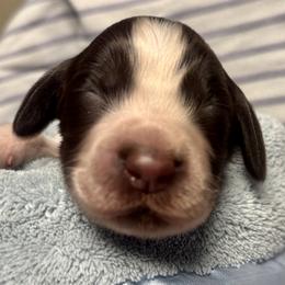 6 - Liver white and roan male English Springer Spaniel puppy in Natural Bridge, Virginia from Sara's English Springer Spaniels