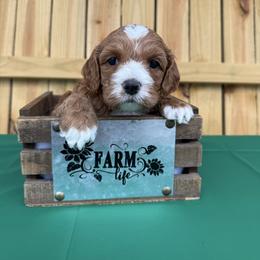 Augustus - Red male Cockapoo puppy in Connersville, Indiana from MoonShine Babies