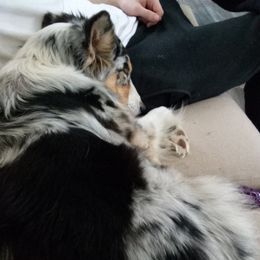 Australian Shepherds from Tranquil Pines