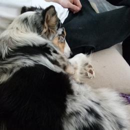Australian Shepherds from Tranquil Pines