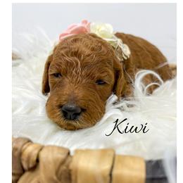 Goldendoodle and Labradoodle Puppies from Must Love Doodles