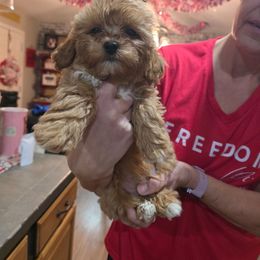 Blue Collar - Red male Cavapoo puppy in Gresham, Oregon from Paisley Cavapoos