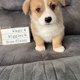 Howie - Red male Pembroke Welsh Corgi puppy in Stuart, Iowa from Johnson Family Corgis and more