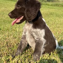 Bracco Italianos, Kleine Munsterlanders, and Spinoni Italiani from Lumpy's Kennels