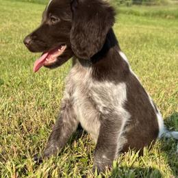Bracco Italianos, Kleine Munsterlanders, and Spinoni Italiani from Lumpy's Kennels