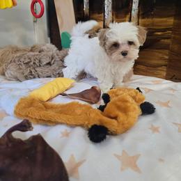 Jimin - Apricot female Maltipoo puppy in Washington from Mt.BakerPoodles&Doodles