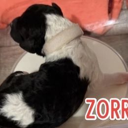 Zorro - Parti male Poodle puppy in Iva, South Carolina from Canoe Creek Spoos