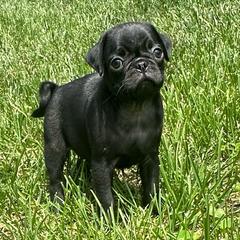 Toby - Black male Pug puppy in Indian Trail, North Carolina from Love Pugs