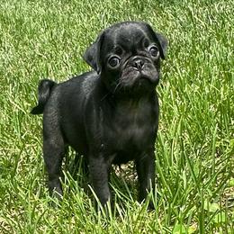Toby - Black male Pug puppy in Indian Trail, North Carolina from Love Pugs