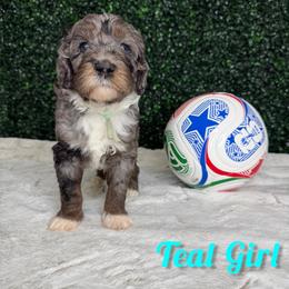 Teal Girl - Blue merle female Bernedoodle puppy in Modesto, California from Two Doods Doodles