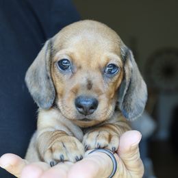 Kiwi - Dapple female Dachshund puppy in Prunedale, California from Tiny Teckels Miniature Dachshunds
