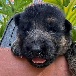 Una - Black and red female German Shepherd puppy in Marianna, Florida from Haus M Godwin