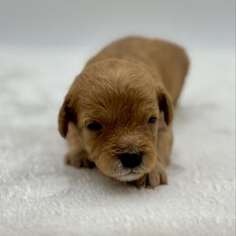 Peanut - Apricot male Cavapoo puppy in La Vernia, Texas from Texas Teddy Bears