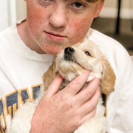 Goldendoodle Puppies from Coal Country Doodles